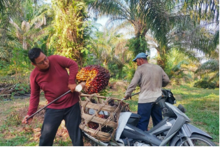 Petani Harus Tahu, Berikut Daftar Lengkap Harga Sawit di Riau