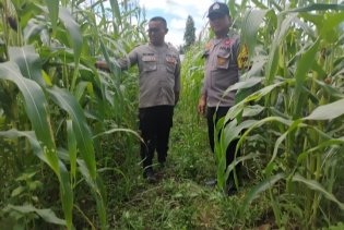 Cek Perkembangan Tanaman Jagung Pipil Polsek Lirik Sambangi Kelompok Tani Didomulyo