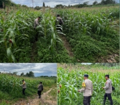 Dukung Program Ketahanan Pangan Nasional Polsek Lirik Turun Langsung Tinjau Tanaman Jagung Pipil