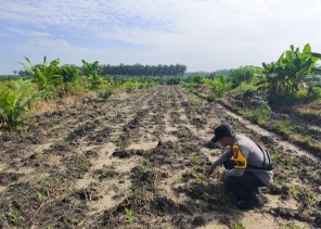 Perkuat Program Swasembada Pangan Polres Inhu Turun Lakukan Pengecekan Lahan Jagung Pipil 4 Hektar