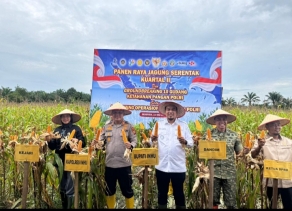 Panen Raya Jagung Pipil, Dandim 0302/Inhu-Kuansung Juga Ikuti Secara Zoom Meeting Bersama Presiden RI Dan Kapolri Di Kuartal II 2026.
