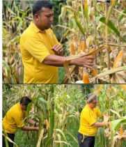Menjelang Panen Jagung Pipil Dilahan 1 Ha Polsek Lirik Lakukan Pengupasan