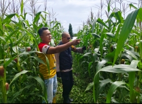 Polsek Lirik Terus Tunjukan Komitmen Dalam mendukung program ketahanan Pangan Nasional