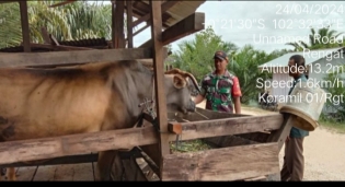 Babinsa Koramil 01/Rengat Turut Ambil Bagian Dalam Pemantauan PMK Di Desa Binaan