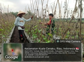 Babinsa Bantu Petani Pantau Hama Tanaman Kacang Panjang