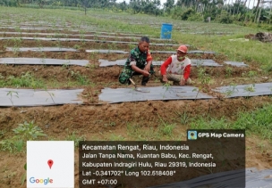 Tingkatkan Hasil Panen Babinsa Lakukan Pendampingan Perawatan Tanaman Cabai