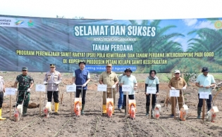 Bupati Asahan Lakukan Tanam Perdana PSR Kemitraan Dan Intercropping Padi Gogo Di Koperasi Kesepakatan