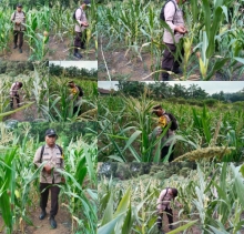 Polsek Lirik Lakukan Monitoring Jagung Pipil, Hama dan Cuaca Panas Jadi Kendala
