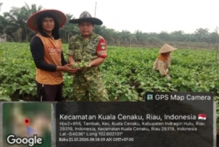 Babinsa Bantu Warga Panen Terong di Desa Binaan