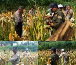 Polsek Lirik Buktikan Komitmen Program Hanpangan Dengan Panen  Panen Kuartal Ke ll  (Dua) Jagung Pipil