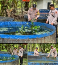 Polsek Lirik Galakan Budidaya Ikan Nila Milik Warga Desa Rejosari Kecamatan Lirik Untuk Dukung Hanpangan