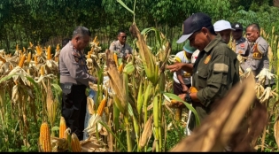 Polsek Lirik Buktikan Keberhasilan Panen Jagung Pipil , Ini Bukti Bukan Sremonial Atas Komitmen Hanpangan