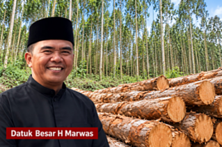 Datuk Marwas Angkat Bicara, Minta Fee Kayu Akasia Rantau Kasih untuk Masyarakat Adat Diselesaikan