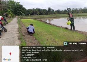 Tingkatkan Hasil Produksi Tanaman Padi Babinsa Berikan Motivasi Dan Edukasi Petani Padi