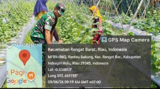Kepedulian Terhadap Petani Babinsa Bantu Perawatan Tanaman Timun