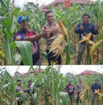 Personel Polres Inhu Menggesa Jagung Pipil Guna Untuk Ketahanan Pangan Nasional