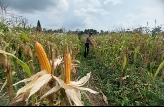 Pengecekan Persiapan Panen Jagung Pipil Polsek Lirik Bersama KT Rumah Tani Indragiri Tinjau Lokasinya