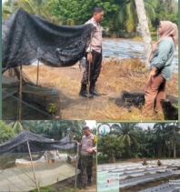 Sukseskan Swasembada Pangan, Polres Inhu Lakukan Monitoring Warganya Tanam Cabe Diperkaranganya DiRengat Barat
