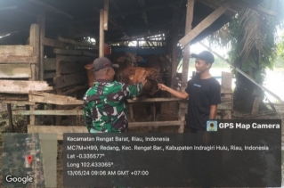 Babinsa Koramil 01/Rengat Turut Andil Penanganan Penyakit PMK Desa Binaan