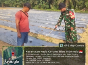 Babinsa Bantu Warga Rawat Tanaman Timun Dan Berikan Motovasi