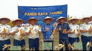 Wakil Bupati Asahan Ikuti Panen Raya Jagung Di Lapas Minimum Security