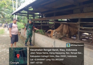 Babinsa  Koramil 01/Rengat Terus Lakukan Monitoring Ternak Supaya Terhindar Dari PMK
