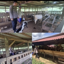 Polsek Lirik Cek Peternakan Kambing Binaan BUMDes di Desa Sukajadi