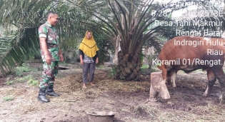 Mengantisipasi Penyakit PMK Pada Hewan Ternak Sapi Milik Warga Binaan, Ini Kata Babinsa
