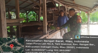 Kondisi Banjir Babinsa koramil 01/Rengat Tetap Pantau Sapi Milik Warga Desa Binaan Yang Terjangkit PMK.