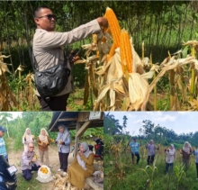 Tidak Hanya Sremonial , Polsek Lirik Buktikan Komitmen Hanpangan Dengan Panen Jagung Pipilnya