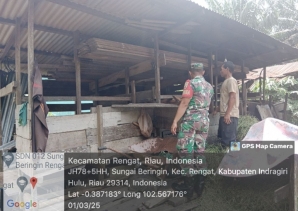 Wabah PMK Menakutkan Serang Hewan Sapi Milik Warga Membuat Babinsa Koramil 01/Rengat Cek Lapangan.