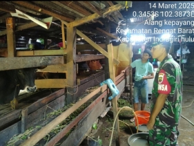 Disituasi Banjir Babinsa Terus Monitor Dan Pengecekan Hewan Ternak Sapi Diwilayah Binaan