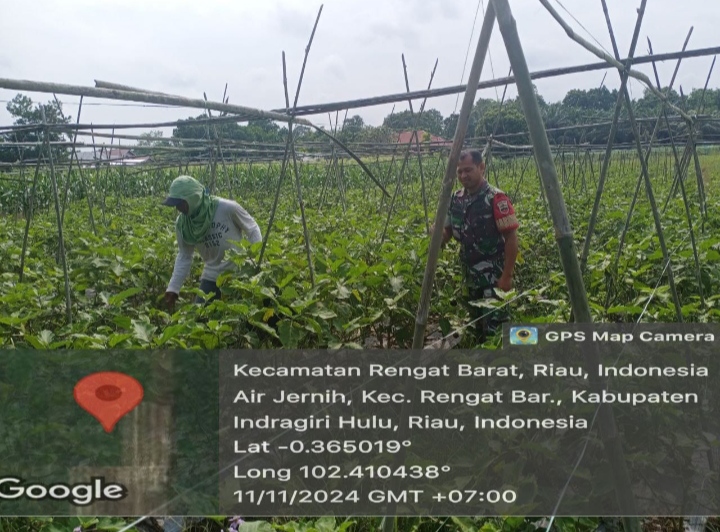 Babinsa Koramil 01/Rengat Turut Membantu Memanen Terong Sekaligus Komsos Dengan Warga