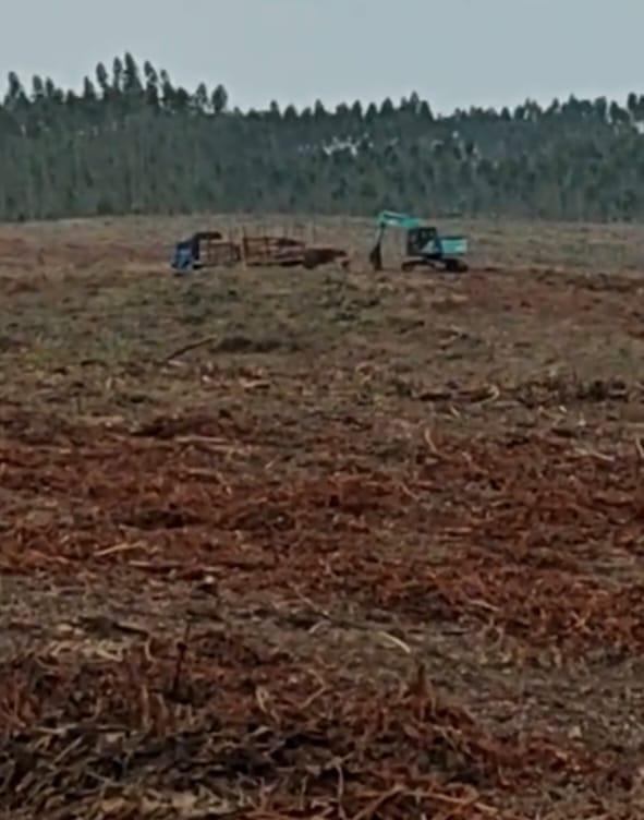 Diduga Abaikan Putusan Mahkamah Agung, PT Arara Abadi Masih Lakukan Penumbangan di Lahan Sengketa