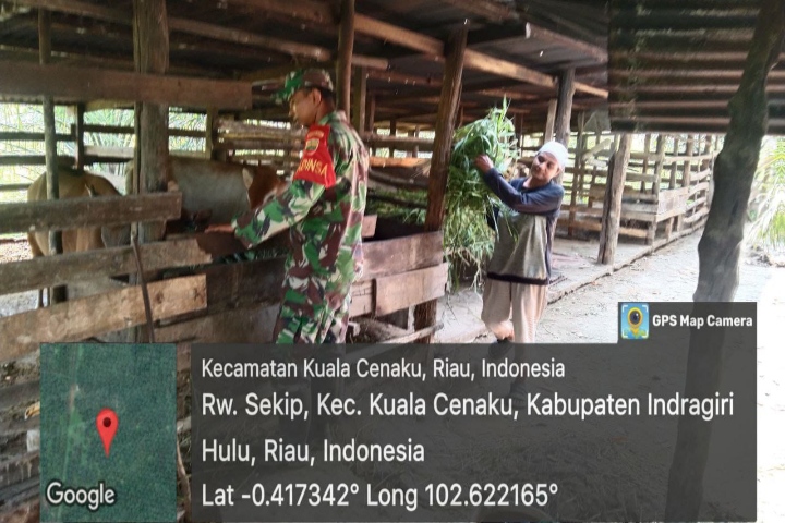 Hari Ini , Babinsa Cek Kebersihan Kandang Hingga Pakan Serta Ingatkan Peternak Akan Wabah PMK