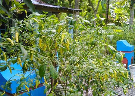 Tanaman Bermanfaat di Halaman Rumah