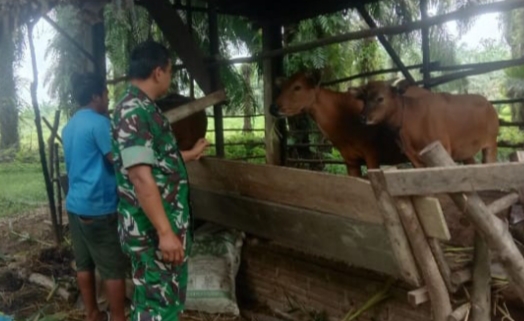 Tidak Ingin Terinfeksi PMK Dan Antisipasi penyakit PMK Babinsa Serda Zakirman Datangi peternak Desa Binaan.