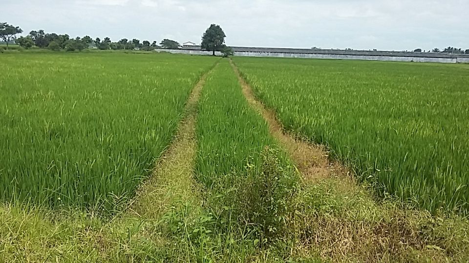 Diduga Terlibat Penjualan Aset Negara, Maskot Laporkan Kades Kota Galuh Ke Polres Serdang Bedagai