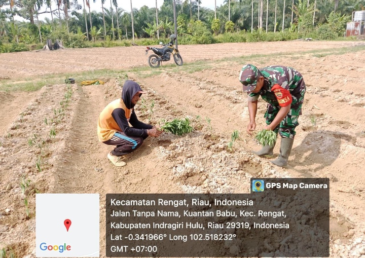 Galakan Hanpangan Babinsa Lakukan Pendampingan Penanaman Cabai Terhadap Petani Cabe