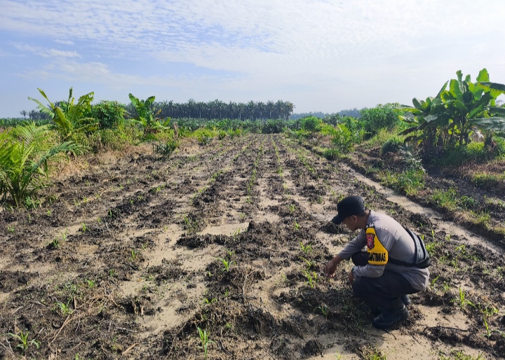 Perkuat Program Swasembada Pangan Polres Inhu Turun Lakukan Pengecekan Lahan Jagung Pipil 4 Hektar