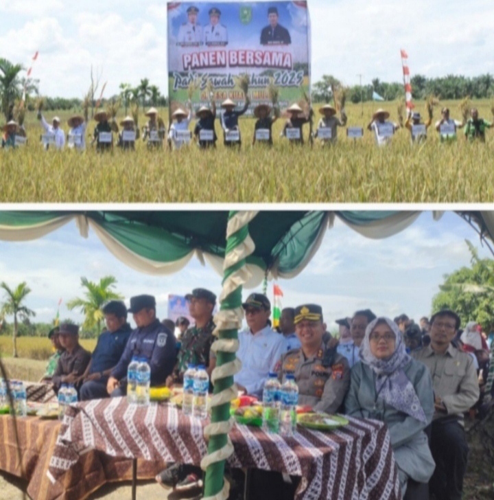 Bupati Sampaikan Saat Panen Padi Sawah ,Ternyata Gabah Kering Sekitar 2.3 Ton Sebagian Suplay Dari Kuala Cenaku.