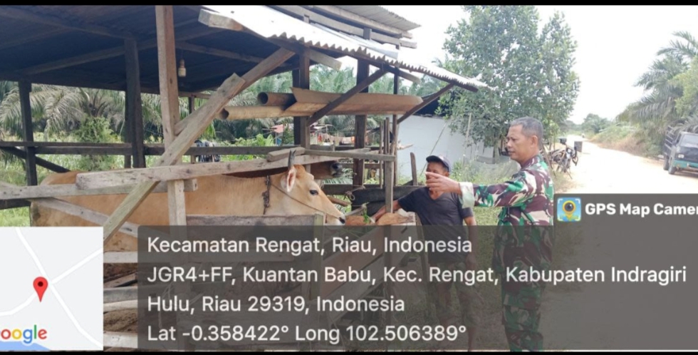 Cek Sapi Untuk Antisipasi PMK Babinsa Terjun Langsung Kelapangan Cek Ternak Warga Binaan