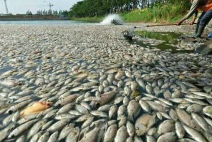 HEBOH, IKAN DI SUNGAI CIPUNAGARA MATI MENDADAK