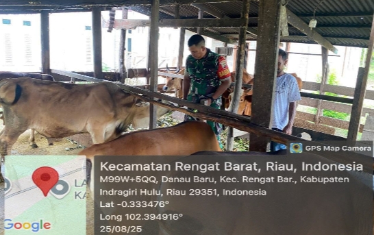 Babinsa Koramil 01/Rengat Dampingi Pengecekan dan Pemeriksaan Ternak Sapi, Guna Antisipasi PMK