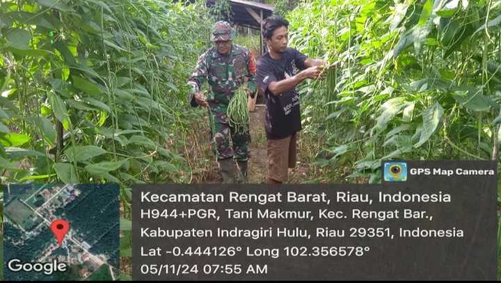 Bantu Warga Binaan Panen Kacang Panjang, Babinsa koramil 01/Rgt Turun Tangan Dengan Senang