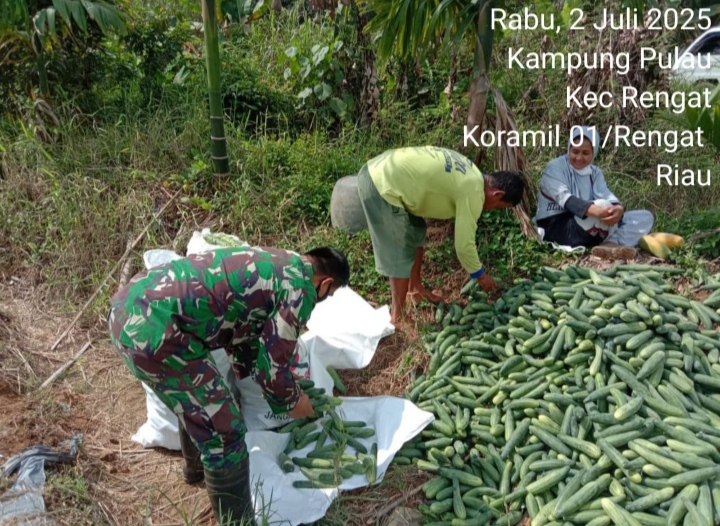 Menjalin Silaturahmi Babinsa Sekaligus Bantu Warganya Panen Sayur Mentimun