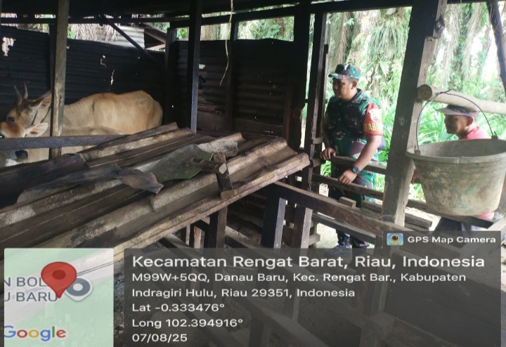 Babinsa Koramil 01/Rengat Melaksanakan Antisipasi Penyakit PMK Kepada Masyarakat, Ini Penjelasanya.