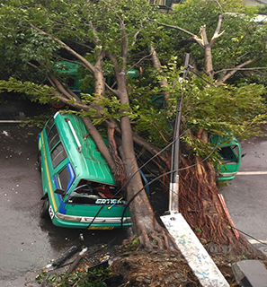 Dua Angkot di Bandung Ringsek Tertimpa Pohon Tumbang