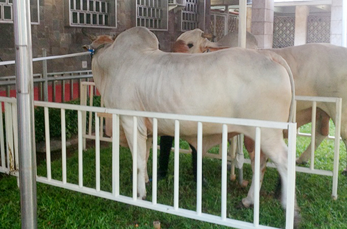 Diwakili Menteri, Presiden Serahkan Sapi Qurban ke Masjid Istiqlal