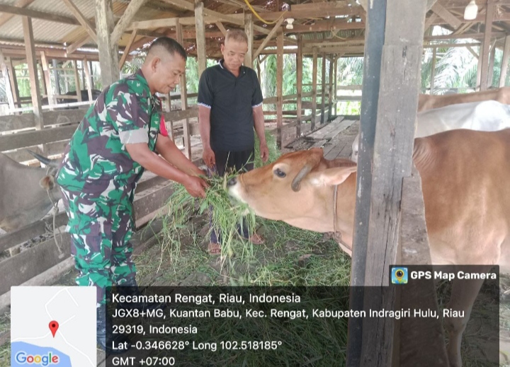 Selalu Rutin Babinsa Lakukan Pemantauan Ternak Sapi Warga Antisipasi Wabah PMK